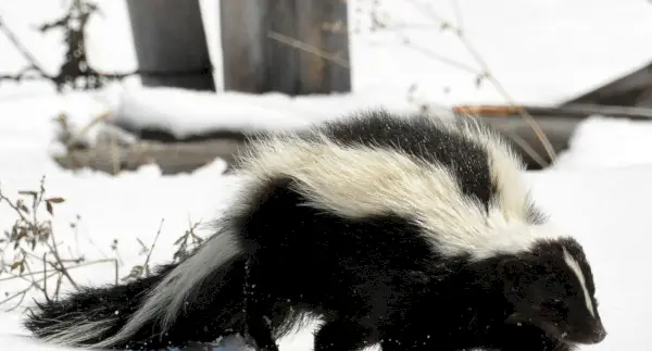 Simbolismo da Skunk, Significado da Skunk, Totem da Skunk, Sonho da Skunk e Mensagens