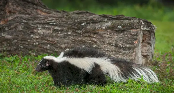 Simbolismo da Skunk, Significado da Skunk, Totem da Skunk, Sonho da Skunk e Mensagens