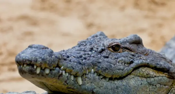 Simbolismo, sonhos e mensagens do crocodilo