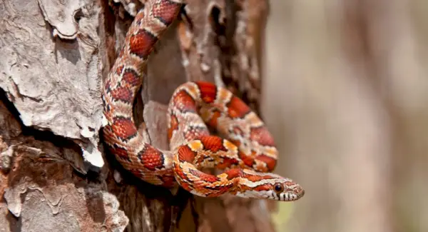 Simbolismo da Cobra, Significado da Cobra, Totem da Cobra, Sonho da Cobra e Mensagens