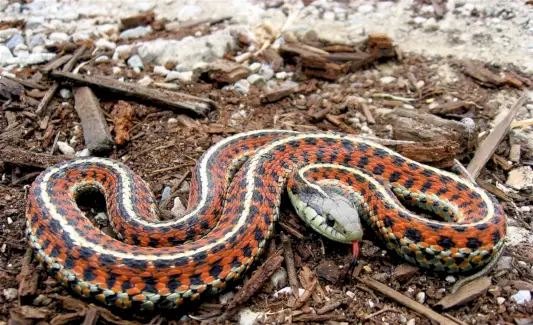 Simbolismo da Cobra, Significado da Cobra, Totem da Cobra, Sonho da Cobra e Mensagens