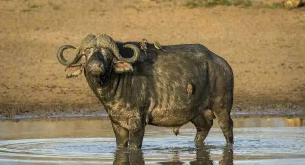 Vandens buivolų totemas, sapnai ir pranešimai