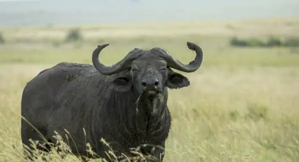 Vandens buivolo simbolika, sapnai ir pranešimai