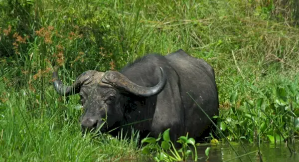 Vandens buivolo simbolika