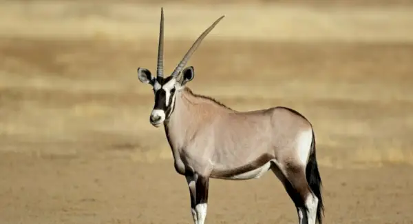 Oryx Totem, sny a zprávy