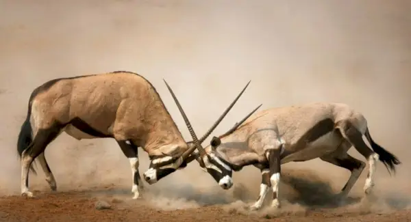 Oryxová symbolika, sny a poselství