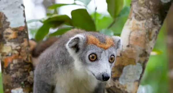 Tòtem Crown Lemur, Somnis i Missatges