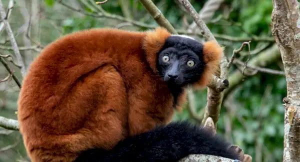 Simbolisme, somnis i missatges dels lèmurs vermells