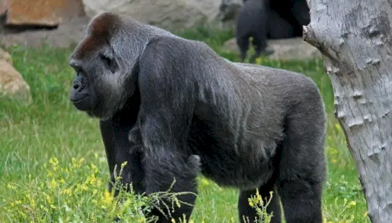 Gorilla Totem, Gorilla Dream i Missatges