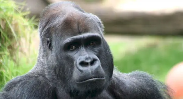 Significat de goril·la