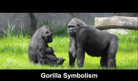 Reproductor de YouTube