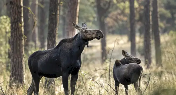 Simbolismo dos alces, significado dos alces, totem dos alces, sonho dos alces e mensagens