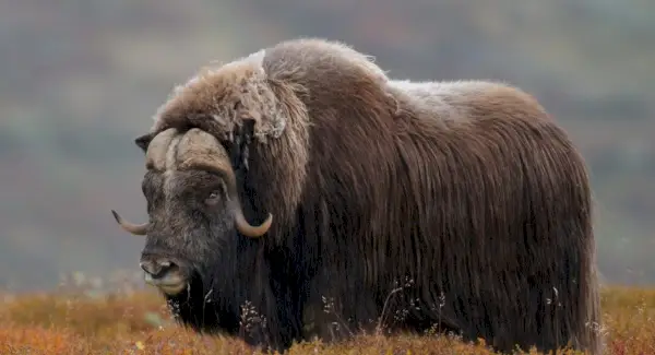 Tòtem de bou almiguer, somnis i missatges