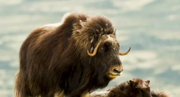 Simbolisme, somnis i missatges del bou mesc