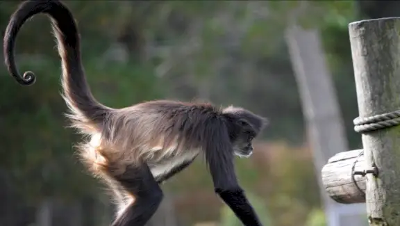 Macaco Aranha Negra, Animal Terrestre, Totem Animal, Mensagens de Animais, Simbolismo do Macaco, Significado do Macaco, Totem do Macaco, Sonho de Macaco, Mensagens