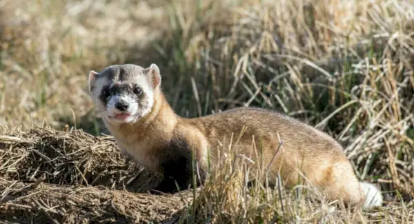 Tòtem fura, Somnis i Missatges