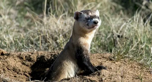 Simbolisme de fura, tòtems i somnis