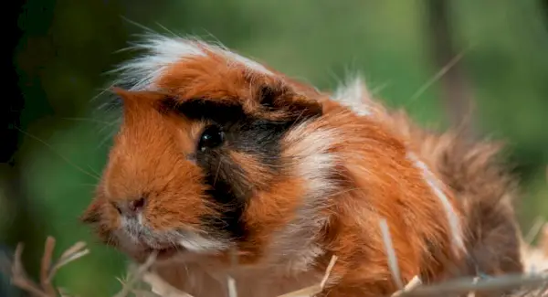 Totem, sonhos e mensagens da cobaia
