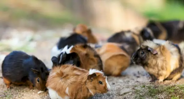 Simbolismo, sonhos e mensagens da cobaia