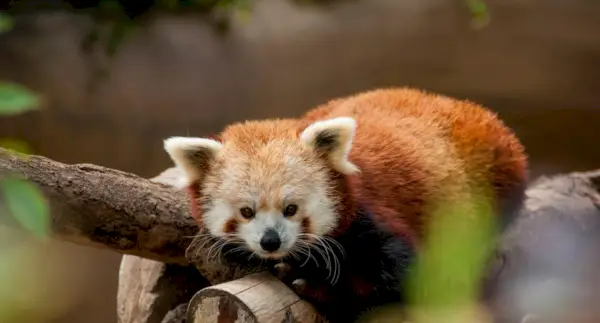 Simbolismo do Panda Vermelho