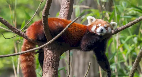 Simbolismo, sonhos e mensagens do Panda Vermelho