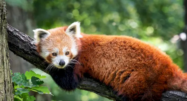 Totem do Panda Vermelho, Sonhos e Mensagens