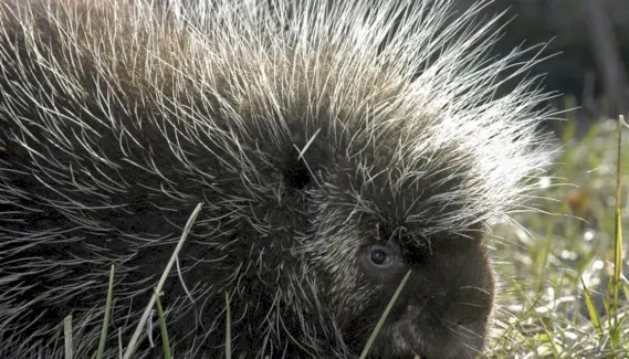 Simbolisme del porc espí