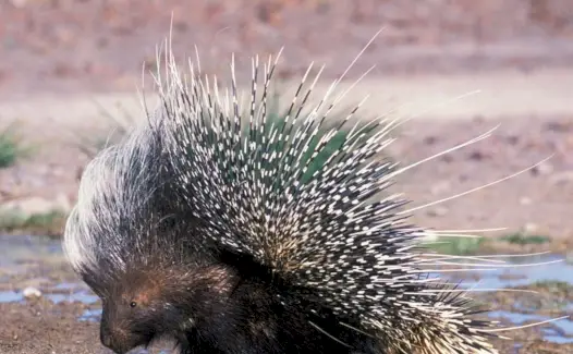 Porcupine Totem, Porcupine Dream i Missatges