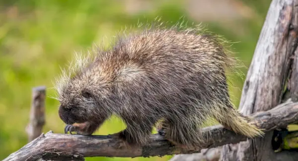 Significat de Porcupine