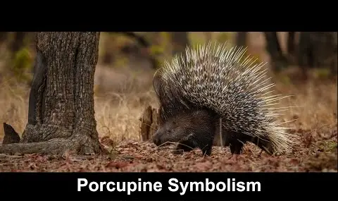 Reproductor de YouTube