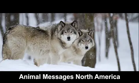 Reproductor de YouTube