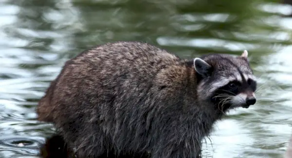 Simbolisme de mapache, significat de mapache, tòtem de mapache, somni de mapache i missatges