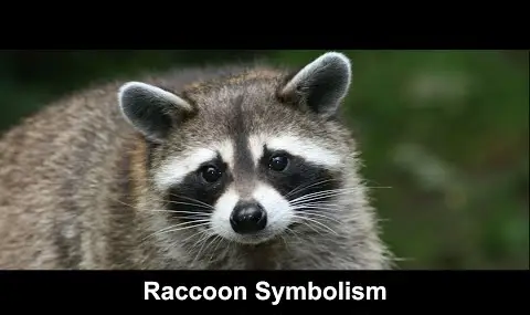 Reproductor de YouTube