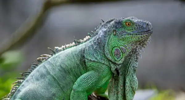 Symbolika leguána zeleného, ​​sny a poselství