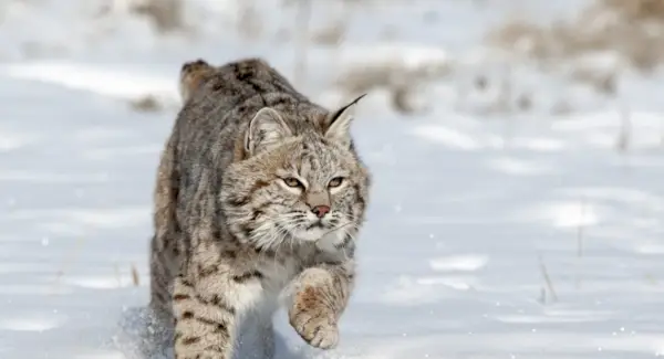 Simbolismo, sonhos e mensagens do lince
