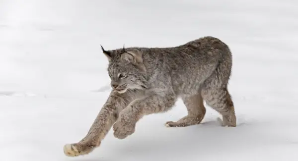 Simbolismo, sonhos e mensagens do lince