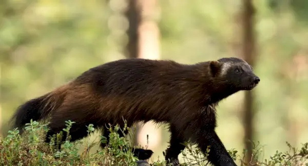 Simbolismo, sonhos e mensagens de Wolverine