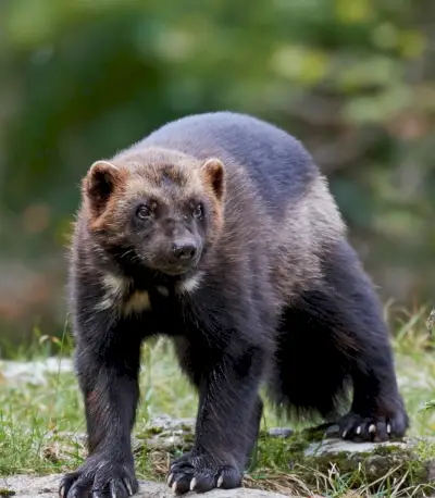 Simbolismo, sonhos e mensagens de Wolverine