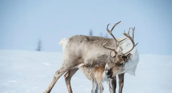 Symbolika sobů, sny a poselství
