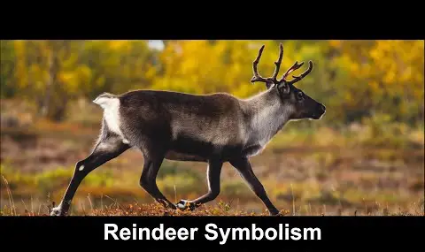 Přehrávač YouTube