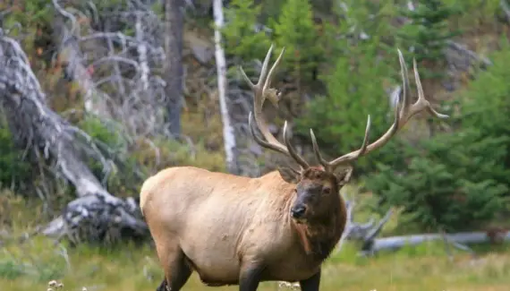 Simbolisme dels alces