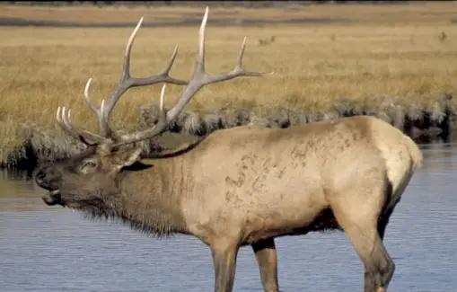 Elk Totem, Elk Dream i Missatges