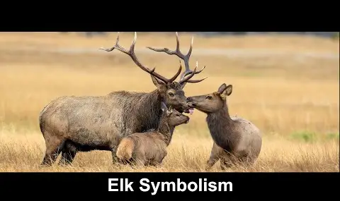 Reproductor de YouTube