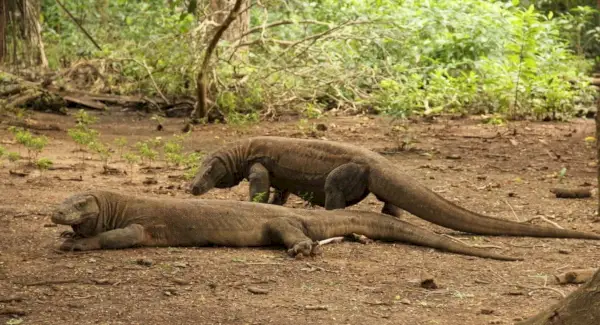 Simbolismo do Dragão de Komodo, Significado do Dragão de Komodo, Totem do Dragão de Komodo, Sonho do Dragão de Komodo e Mensagens