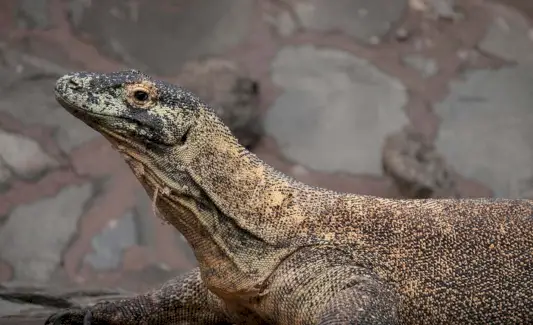 Simbolismo do Dragão de Komodo, Significado do Dragão de Komodo, Totem do Dragão de Komodo, Sonho do Dragão de Komodo e Mensagens