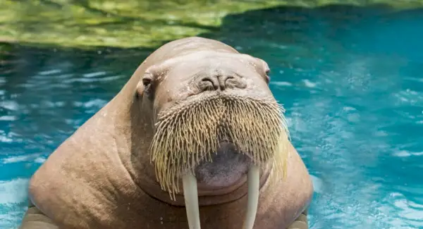 Walrussymboliek, dromen en berichten