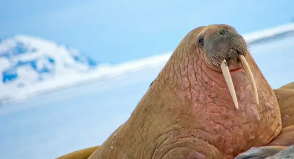 Walrustotem, dromen en berichten