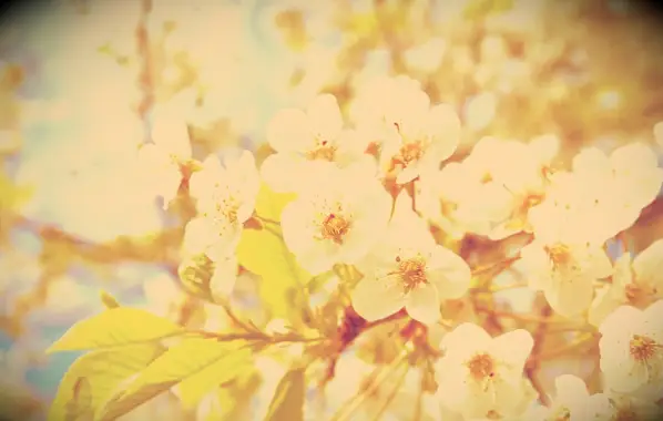 White April flowers on a tree in full spring bloom.