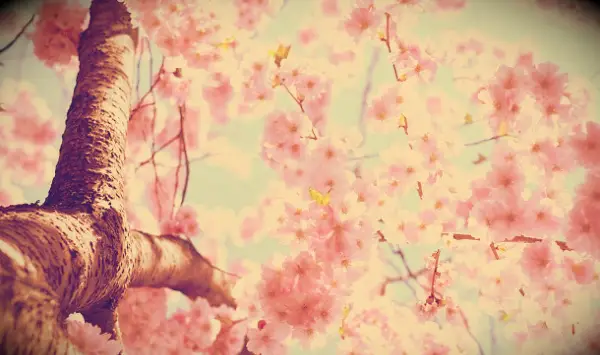 Cherry tree blossoming.