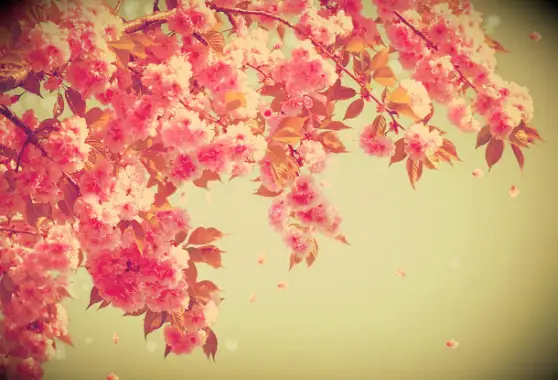 101 Cites curtes de primavera per al vostre tauler de cartes per acollir aquesta feliç temporada